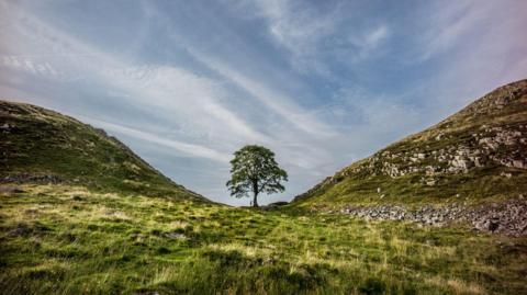 First Sycamore Gap tree 'offsprings' planted