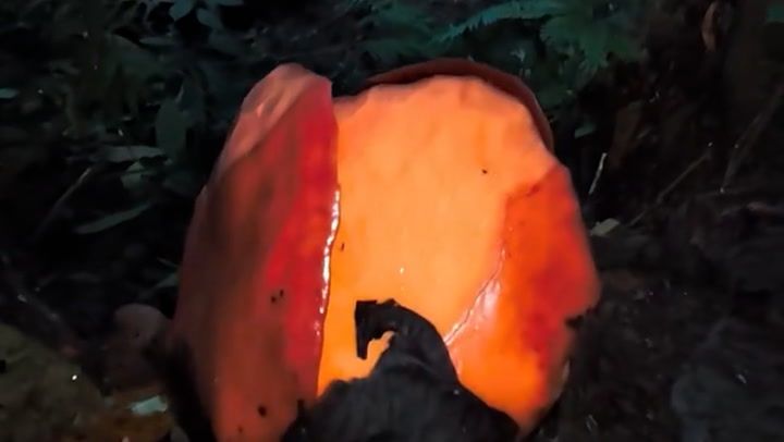 Watch: Moment researcher finds rare flower after 13-year search