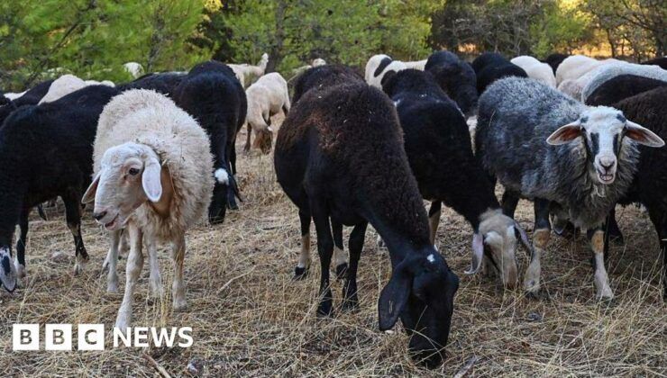 Greek sheep and goat cull raises fears of feta cheese shortage