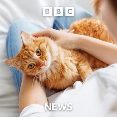 Cats became our companions way later than you think