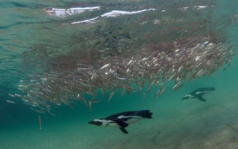 60,000 African penguins starved to death after sardine numbers collapsed – study