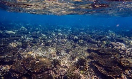 Caribbean reefs have lost 48% of hard coral since 1980, study finds