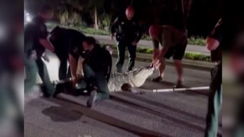 Moment officers wrangle 600lb alligator from Florida road